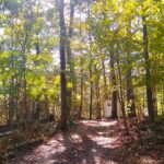 Tiny House Container in the woods